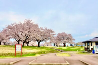ごりんざか桜まつり @ アルカディア公園